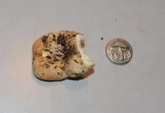 Russula cascadensis thumbnail 2