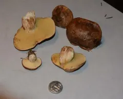 Suillus punctatipes thumbnail 3