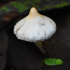 White Fibrecap thumbnail 2