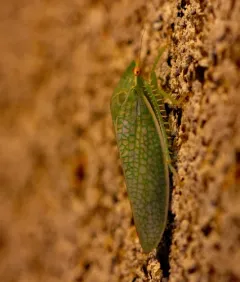 Gyponana procera thumbnail 1