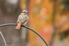 Sulphur-bellied Flycatcher thumbnail 2