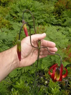 western lily thumbnail 2