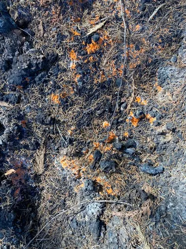 Pyronema omphalodes