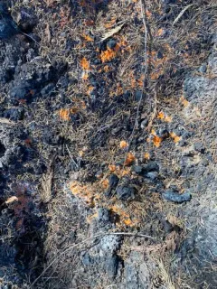 Pyronema omphalodes thumbnail 1