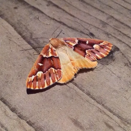 Western Conifer Looper