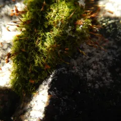 mountain pincushion thumbnail 2