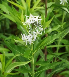 eastern bluestar thumbnail 4