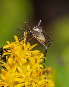 Aedes hendersoni thumbnail 3
