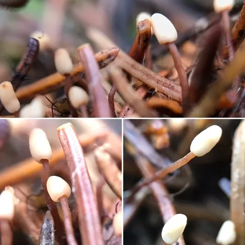 Heyderia abietis