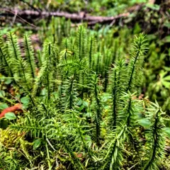 interrupted clubmoss thumbnail 3