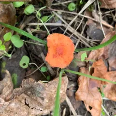 Chip Cherries thumbnail 3