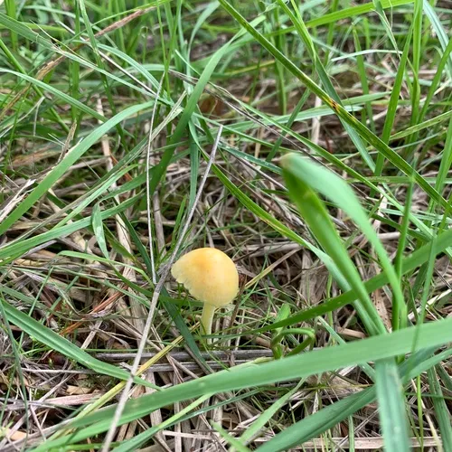 yellow fieldcap
