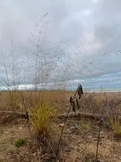 Sand Lovegrass thumbnail 3
