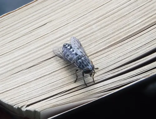 Hybomitra astuta