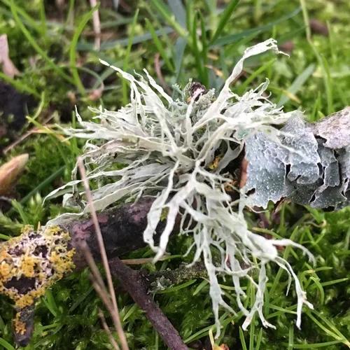 Slit-rimmed ramalina
