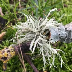 Slit-rimmed ramalina thumbnail 1