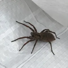 Drumming Sword Wolf Spider thumbnail 4