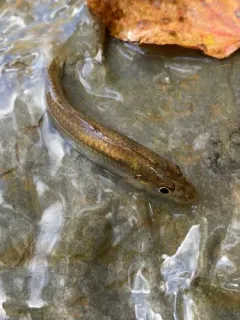 Silverjaw Minnow thumbnail 4