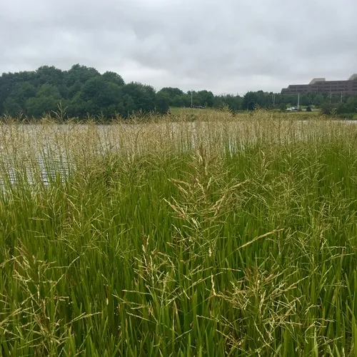 reed meadowgrass