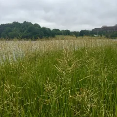 reed meadowgrass thumbnail 1