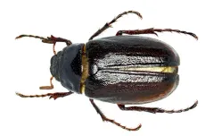 Phyllophaga marginalis thumbnail 2