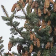 White-winged Crossbill thumbnail 1