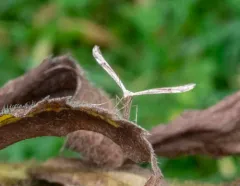 Mousy Plume Moth thumbnail 1