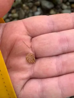Littoral Sea Spider thumbnail 2
