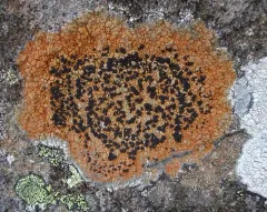 Gray-orange Disk Lichen thumbnail 4