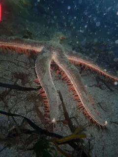 Sand Star thumbnail 3