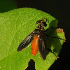 Swift Feather-legged Fly thumbnail 2