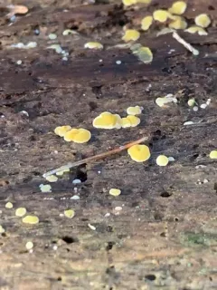 Dacrymyces corticioides thumbnail 4