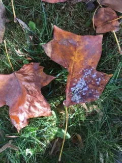 Tulip-tree Powdery Mildew thumbnail 3