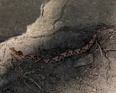 Eastern Copperhead thumbnail 2