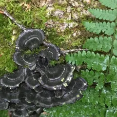 turkey-tail thumbnail 4