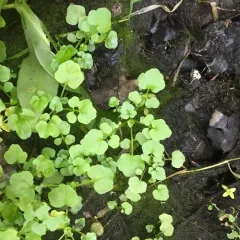 watercress thumbnail 3