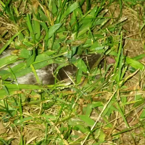 Eastern Mole