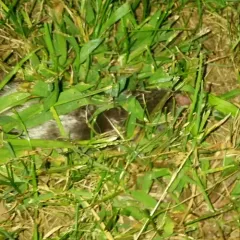 Eastern Mole thumbnail 1