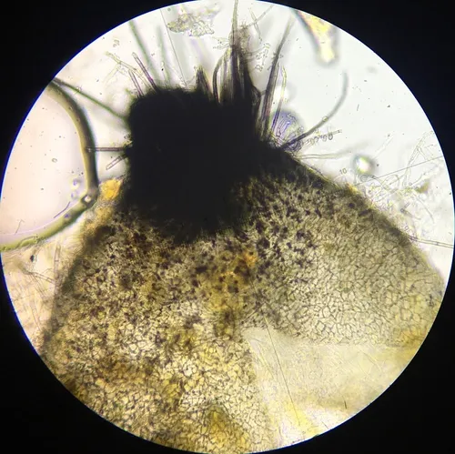Triangularia setosa