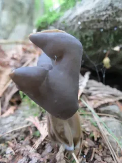 Elfin Saddle thumbnail 2