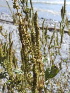 powell's amaranth thumbnail 2