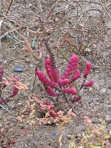 Dwarf Glasswort