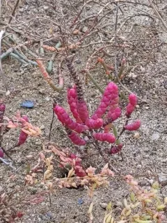 Dwarf Glasswort thumbnail 1
