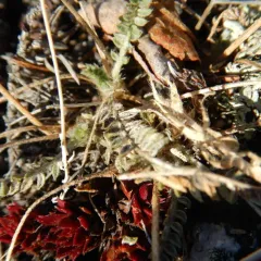 boreal locoweed thumbnail 2