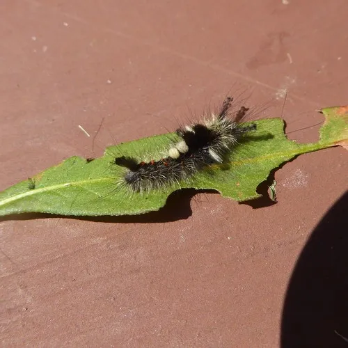 Rusty Tussock Moth