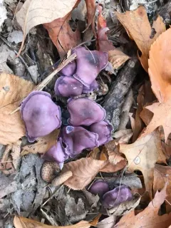 Gymnopus iocephalus thumbnail 3