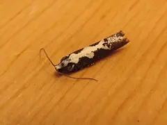 Epinotia albicapitana thumbnail 3