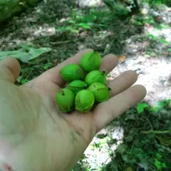 bitternut hickory thumbnail 4