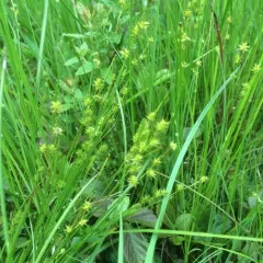 star sedge thumbnail 3