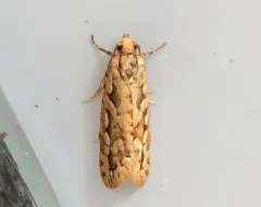 Cockerell's Moth thumbnail 1